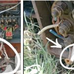 कोरेगाव मूळमध्ये वाढत्या केबल चोरीने शेतकरी चिंतेत