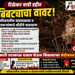 बिबट्याचा टिळेकर वाडी परिसरात वावर; परिसरातील शेतकऱ्यांमध्ये भीतीचे वातावरण!
