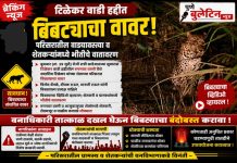बिबट्याचा टिळेकर वाडी परिसरात वावर; परिसरातील शेतकऱ्यांमध्ये भीतीचे वातावरण!